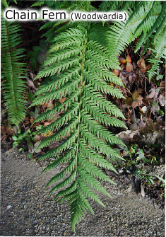 Chain Fern (Woodwardia)