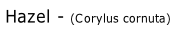 Hazel - (Corylus cornuta)
